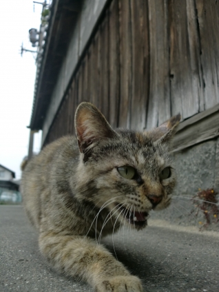 Cat pictures｜おねえちゃぁ～～ん！