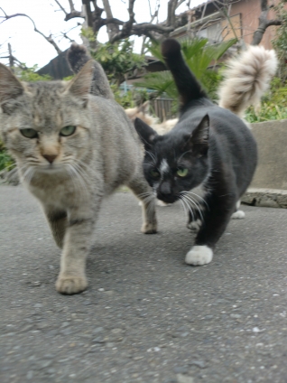 Cat pictures｜２匹で歩く