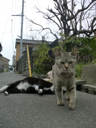 Cat pictures｜クロちゃん嫌い!
