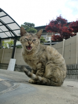Cat pictures｜やぁー！