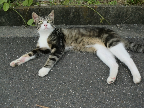 Cat pictures｜大きくなったよー