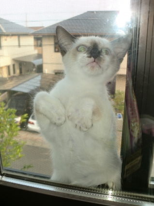 Cat pictures｜うぅ・・・挟まった；；