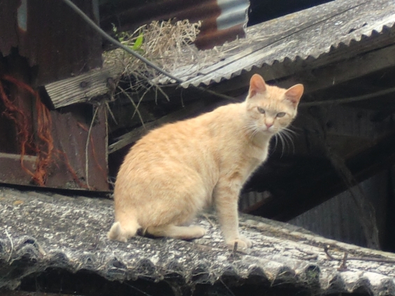 Cat pictures｜屋根の上が好き～