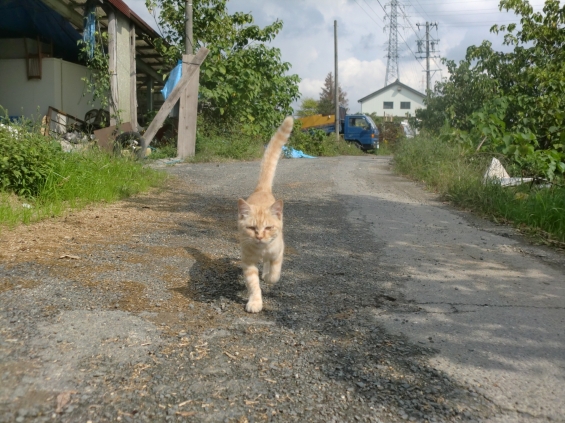 Cat pictures｜親子（2）