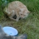 Cat pictures｜う～シャー！！