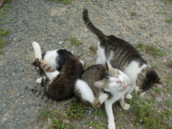 Cat pictures｜3家族