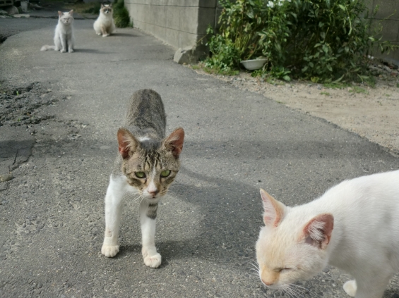 Cat pictures｜今からどこ行く!?