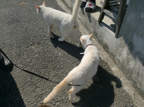 Cat pictures｜お兄ちゃんなんでしょ!?