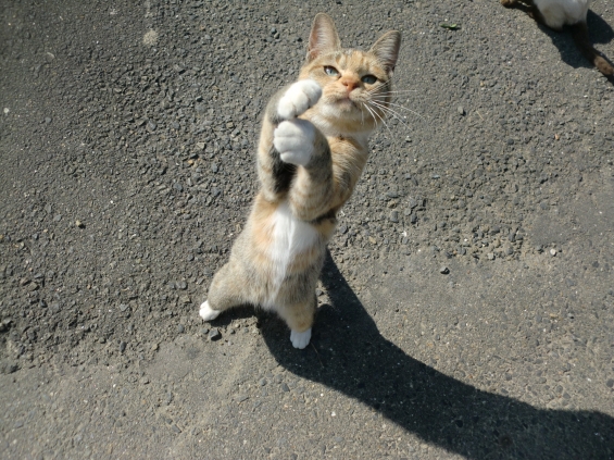 Cat pictures｜トントントントン・・ひげじいさん
