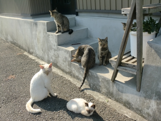 Cat pictures｜こんにちにゃぁ～↑↑