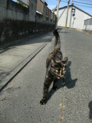 Cat pictures｜まって～♥