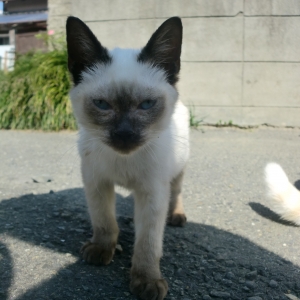 Cat pictures｜幸太