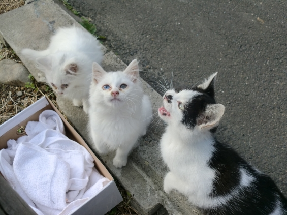 Cat pictures｜白黒兄弟