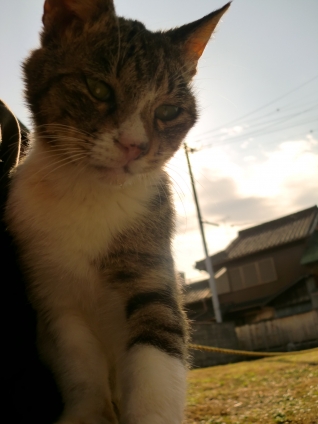 Cat pictures｜夕日に俺。