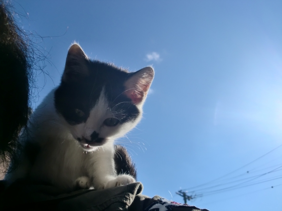 Cat pictures｜背中乗り子猫