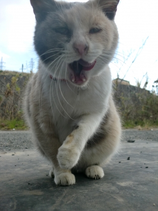 Cat pictures｜うまぁぁ！！