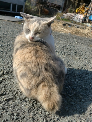 Cat pictures｜ぺろぺろ