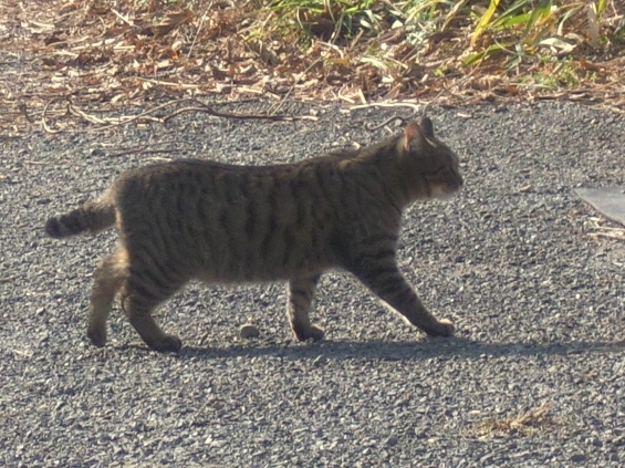 Cat pictures｜歩く黒トラ君。