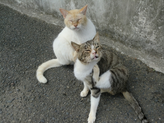 Cat pictures｜シンクロする２匹