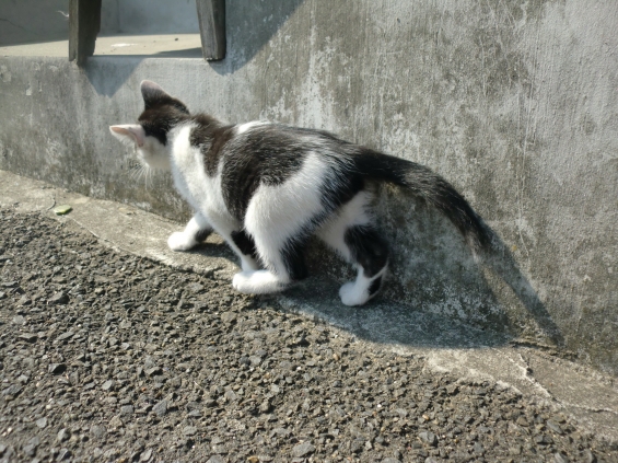 Cat pictures｜てくてく・・・・・