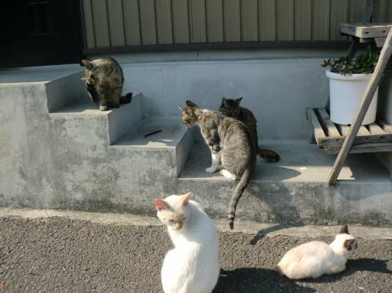Cat pictures｜ぞろぞろ・・・