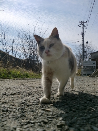 Cat pictures｜堂々と歩く