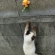 Cat pictures｜ロッククライミング!