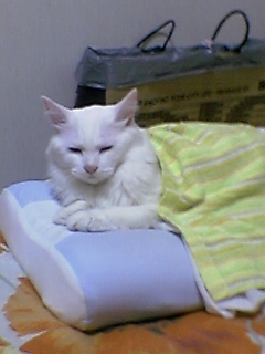 Cat pictures｜枕ベッド