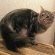 Cat pictures｜【RIEN】イネス