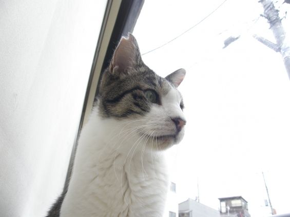 Cat pictures｜窓辺のヒデくん