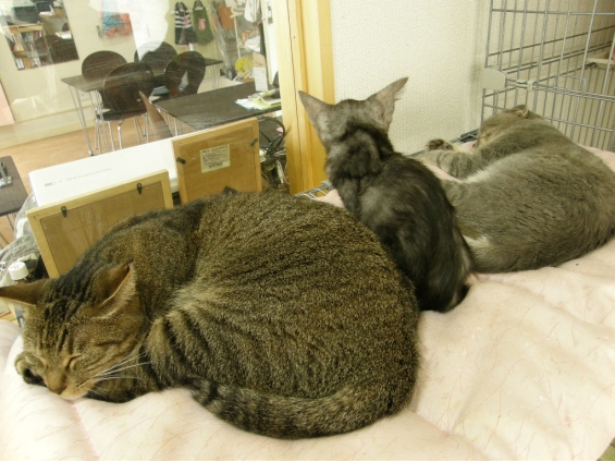 Cat pictures｜大きさの違いが！