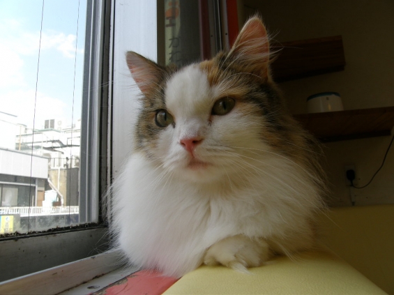 Cat pictures｜窓辺のお姫さま