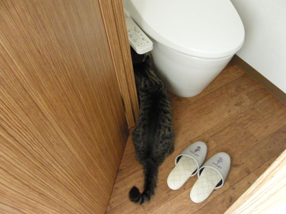 Cat pictures｜人用トイレ探検中