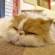 Cat pictures｜眠いの・・・
