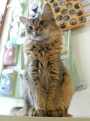 Cat pictures｜キメポーズ