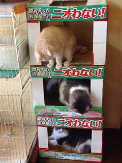 Cat pictures｜部屋割り