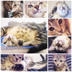 Cat pictures｜リン