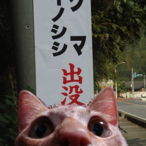 Cat pictures｜チャア大佐