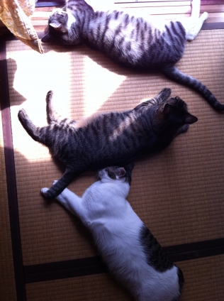 Cat pictures｜ひなた