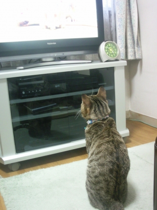 Cat pictures｜テレビっておもしろいの！