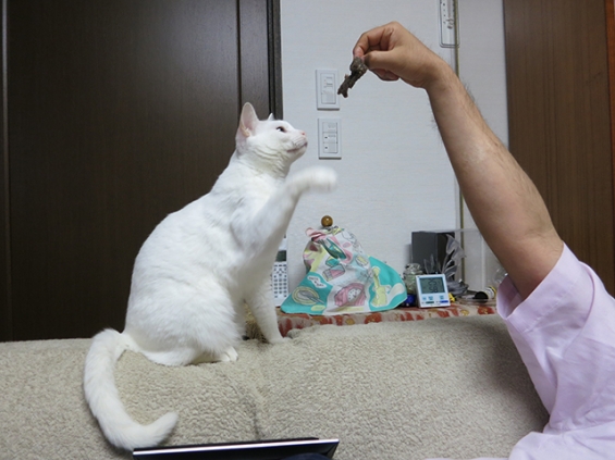 Cat pictures｜くじらに興奮！1