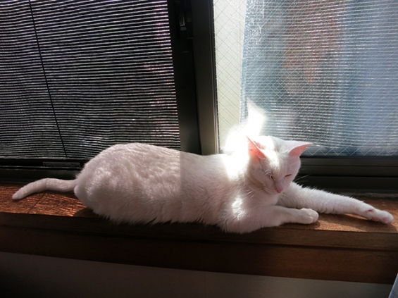 Cat pictures｜日の当たる窓辺が好き1