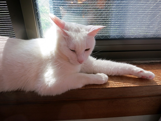 Cat pictures｜日の当たる窓辺が好き2