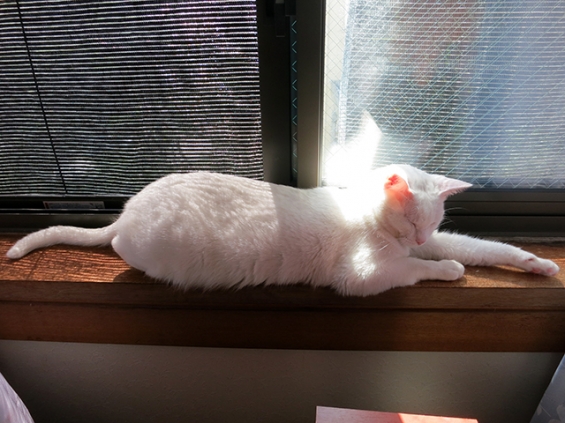Cat pictures｜日の当たる窓辺が好き3
