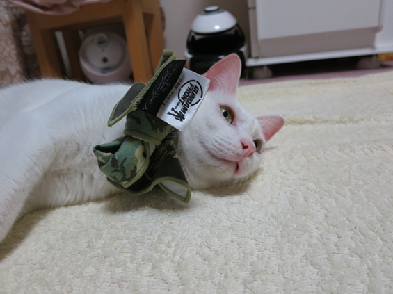 Cat pictures｜CAさん 2