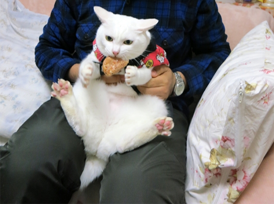 Cat pictures｜ミートローフウマー