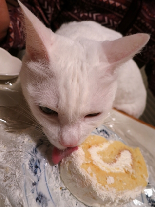 Cat pictures｜雪菜のグルメ　記念日のロールケーキ