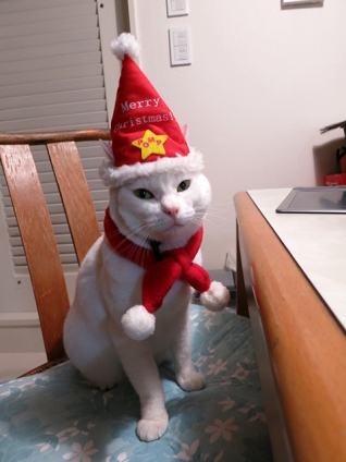 Cat pictures｜雪菜サンタ！おすまし