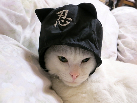 Cat pictures｜お父さんからのプレゼント、忍者頭巾