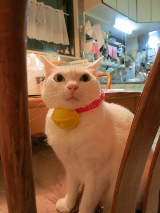 Cat pictures｜ドラえもんの鈴！